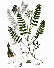 Astragalus Herb Seeds