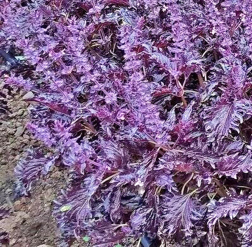 Opalescent Basil Seeds - Heirloom Purple Basil, Culinary Herb, Non-GMO, 100+ Seeds