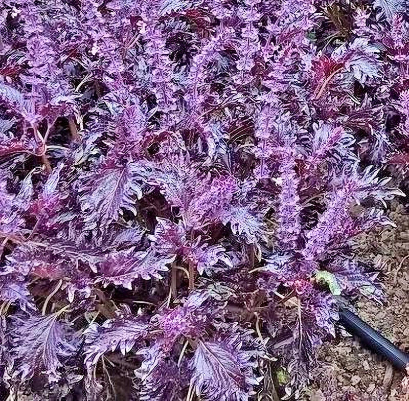 Opalescent Basil Seeds - Heirloom Purple Basil, Culinary Herb, Non-GMO, 100+ Seeds