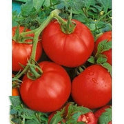 A close-up image of several ripe, red tomatoes growing on a plant with green leaves.
