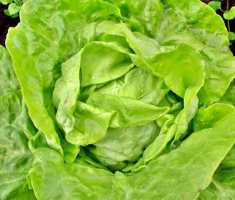 Spring Lettuce Mix