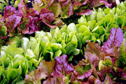 Spring Lettuce Mix