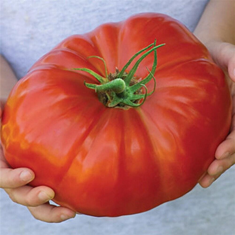 Big Zac F1 Hybrid, Tomato Seeds, Giant Red Sweet (Non-GMO, Heirloom) - BoxGardenSeedsLLC - Tomatoes,Tomatillos - Seeds - Thank you so much for shopping here today, Fresh Heirloom Vegetable Seeds, Naturally Grown Open Pollinated, More Seeds for Your Money, More Fresh Seeds Per Packet, USA Seller, Thank you for shopping here today, Naturally Grown GMO Free Seeds, Heirloom Open Pollinated Seeds, Fresh Top Qualiy Premium Seeds, Fresh Top Quality Premium Seeds