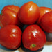 Mother Russia, Tomato, - BoxGardenSeedsLLC -Tomatoes,Tomatillos - Seeds