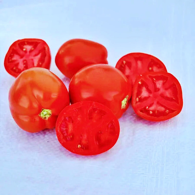 Saucy Lady, Tomato Seeds: Non-GMO Heirloom Seeds Grown To Organic Standards Open Pollinated - BoxGardenSeedsLLC - Tomatoes,Tomatillos - Seeds - Thank you so much for shopping here today, Fresh Heirloom Vegetable Seeds, Naturally Grown Open Pollinated, More Seeds for Your Money, More Fresh Seeds Per Packet, USA Seller, Thank you for shopping here today, Naturally Grown GMO Free Seeds, Heirloom Open Pollinated Seeds, Fresh Top Qualiy Premium Seeds, Fresh Top Quality Premium Seeds