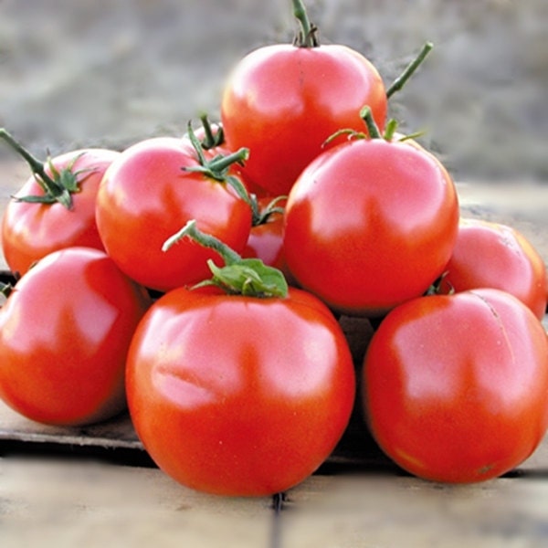 Manitoba, Tomato, - BoxGardenSeedsLLC -Tomatoes,Tomatillos - Seeds