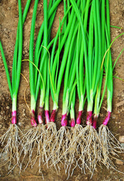 Apache Red Bunching Onion