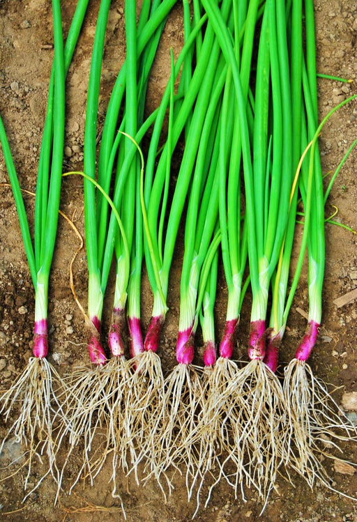 Apache Red Bunching Onion