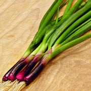 Apache Red Bunching Onion
