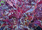 Opalescent Basil Seeds - Heirloom Purple Basil, Culinary Herb, Non-GMO, 100+ Seeds