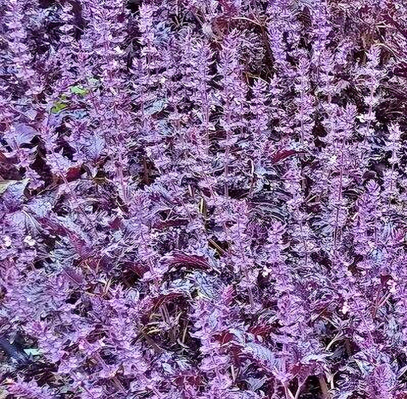 Opalescent Basil Seeds - Heirloom Purple Basil, Culinary Herb, Non-GMO, 100+ Seeds