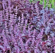 Opalescent Basil Seeds - Heirloom Purple Basil, Culinary Herb, Non-GMO, 100+ Seeds