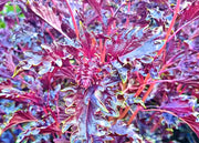 Opalescent Basil Seeds - Heirloom Purple Basil, Culinary Herb, Non-GMO, 100+ Seeds