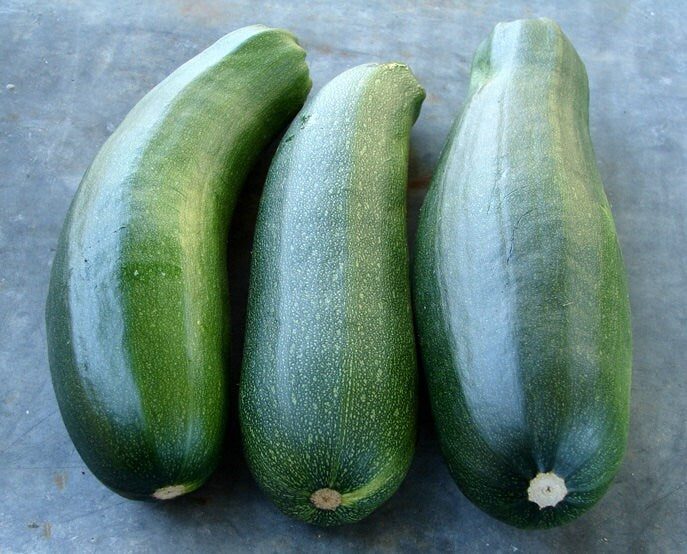 Zucchini Summer Squash, Seed Kit, - BoxGardenSeedsLLC -Squash,Pumpkins - Seeds