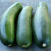 Zucchini Summer Squash, Seed Kit, - BoxGardenSeedsLLC -Squash,Pumpkins - Seeds