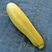 Zucchini Summer Squash, Seed Kit, - BoxGardenSeedsLLC -Squash,Pumpkins - Seeds