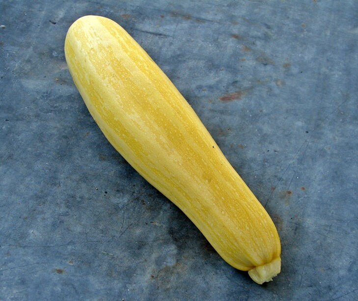 Zucchini Summer Squash, Seed Kit, - BoxGardenSeedsLLC -Squash,Pumpkins - Seeds