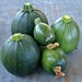 Zucchini Summer Squash, Seed Kit, - BoxGardenSeedsLLC -Squash,Pumpkins - Seeds