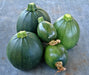 Zucchini Summer Squash Seed Kit -- BoxGardenSeedsLLC -Squash,Pumpkins - Seeds