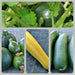 Zucchini Summer Squash Seed Kit -- BoxGardenSeedsLLC -Squash,Pumpkins - Seeds