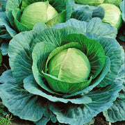 Early Round Dutch Cabbage - Heirloom Roundhead, Slow Bolting, Compact Plant