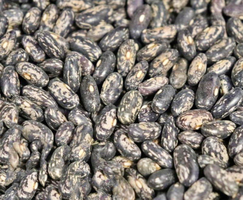 Tendergreen Bush Beans – Heirloom, Disease Resistant, Heat Tolerant Vegetable Seeds