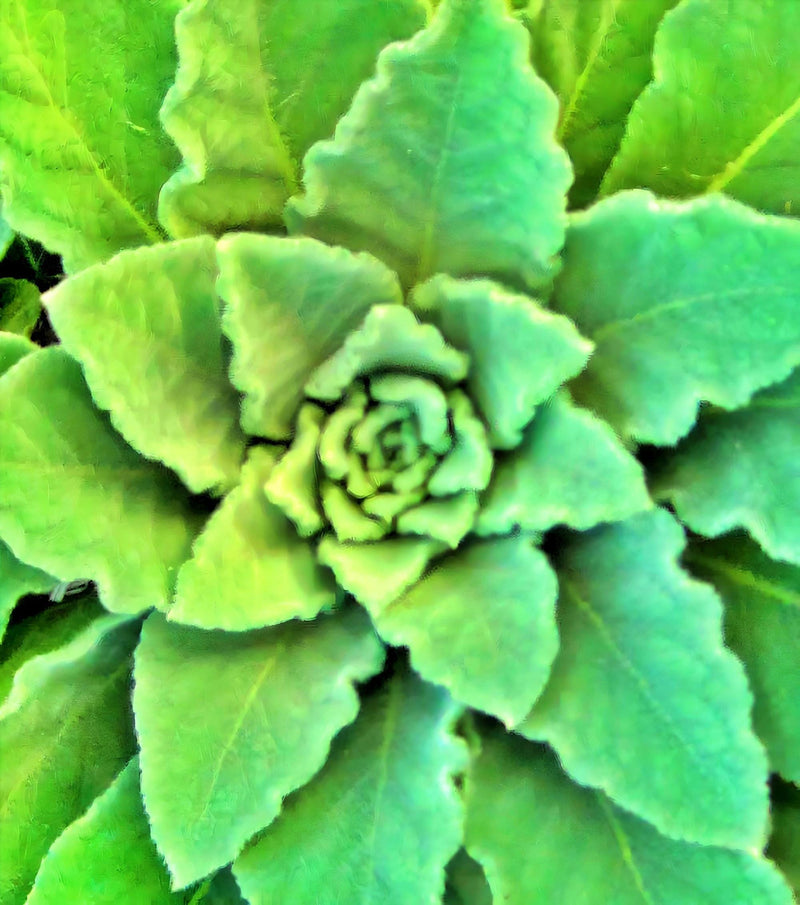 Mullein Medicinal Herb - Culinary Heirloom Seeds | Skin Soothing Velvet Plant