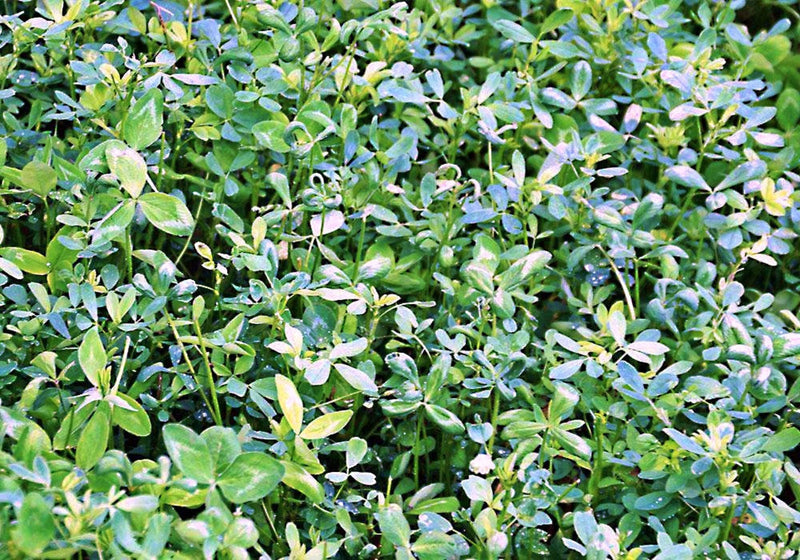 Alfalfa Seeds - Nutrient Rich Culinary & Medicinal Herb | Heirloom, Non GMO