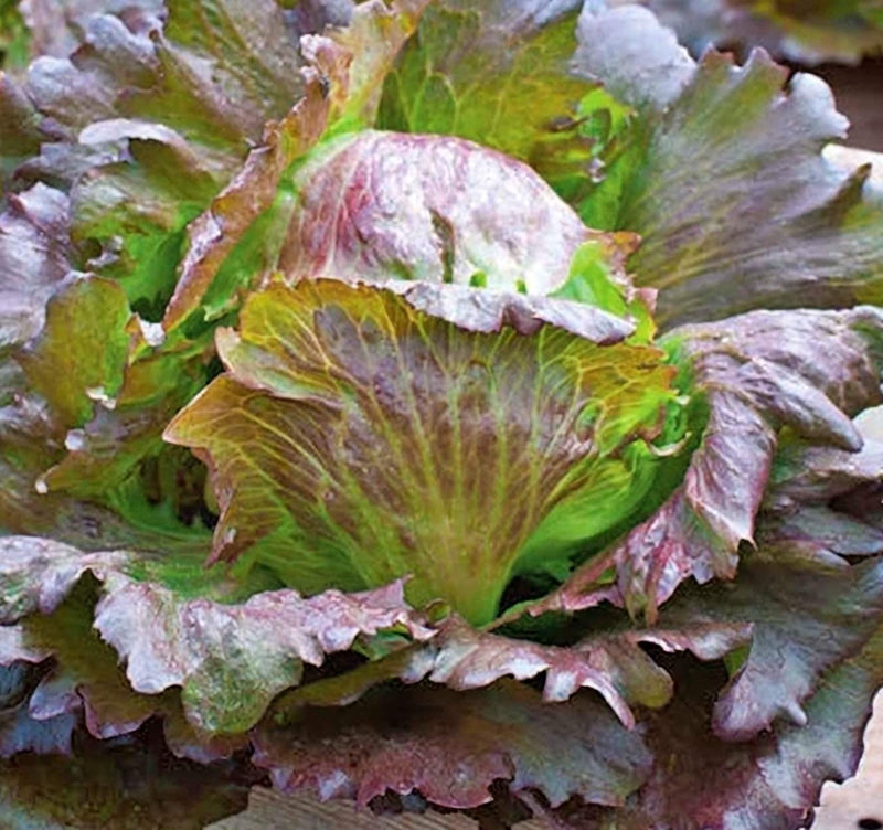 Red Iceberg Lettuce - Crisphead Heirloom Seeds | Burgundy Heads, Sweet Flavor