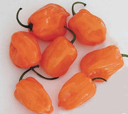 Habanero Orange Pepper - Hot Pepper Seeds | Heirloom Spicy Capsicum Annuum