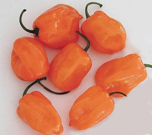 Habanero Orange Pepper - Hot Pepper Seeds | Heirloom Spicy Capsicum Annuum