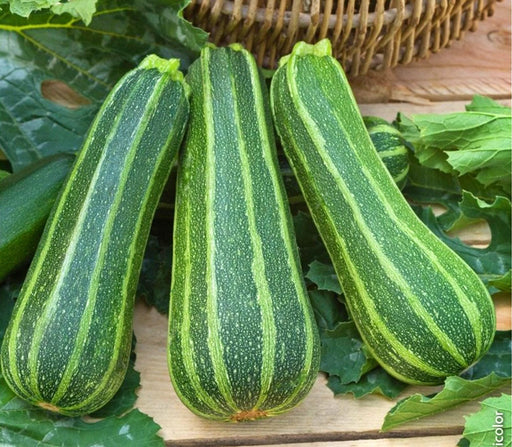 Italian Striped Zucchini Seeds - Heirloom Summer Squash | Non GMO, Open Pollinated