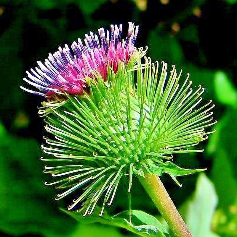 Chiko Burdock Seeds - Heirloom Gobo Root | Non GMO Perennial Garden Seeds