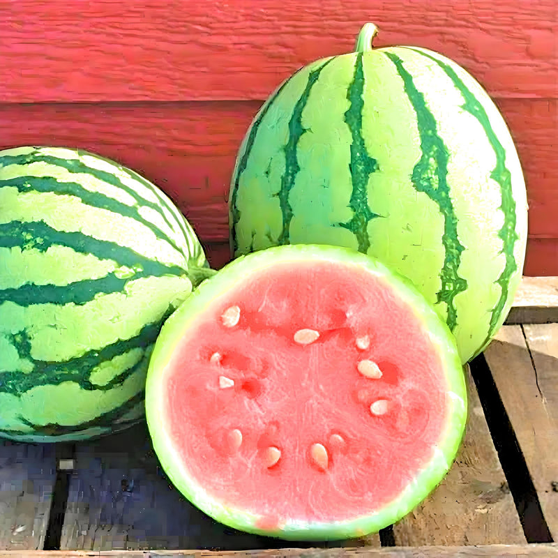 Dixie Queen Watermelon Heirloom Seeds – Open Pollinated, Non GMO, Sweet Fruit
