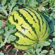Dixie Queen Watermelon Heirloom Seeds – Open Pollinated, Non GMO, Sweet Fruit