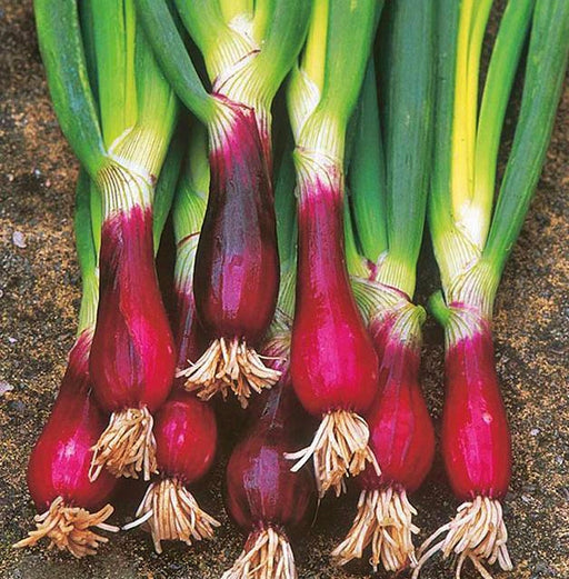 Red Beard Bunching Onion