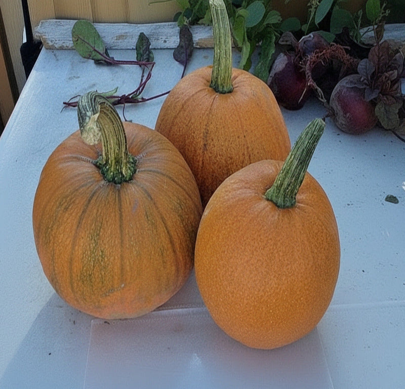 Sugar Pie Pumpkin