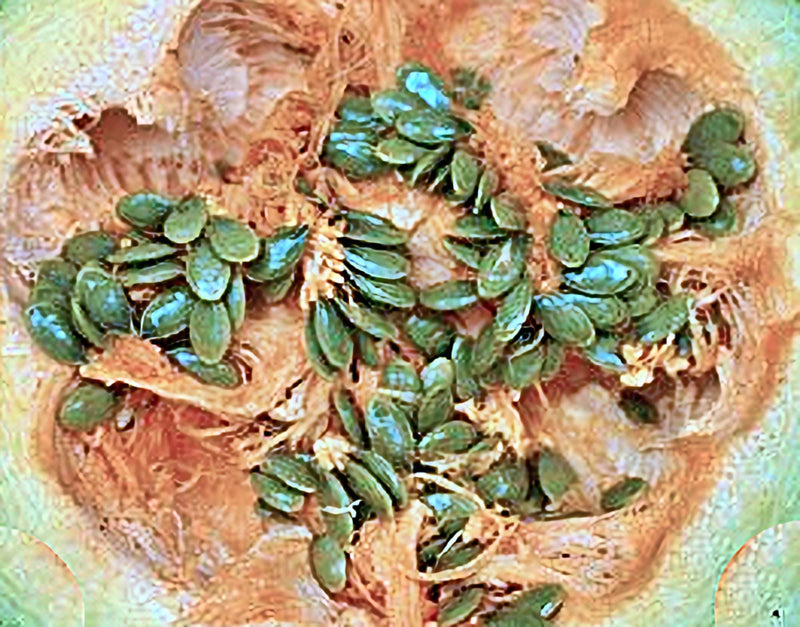 Emerald Naked Seeded Pumpkin - Heirloom, Non GMO Seeds | High Oil, Thin Shell