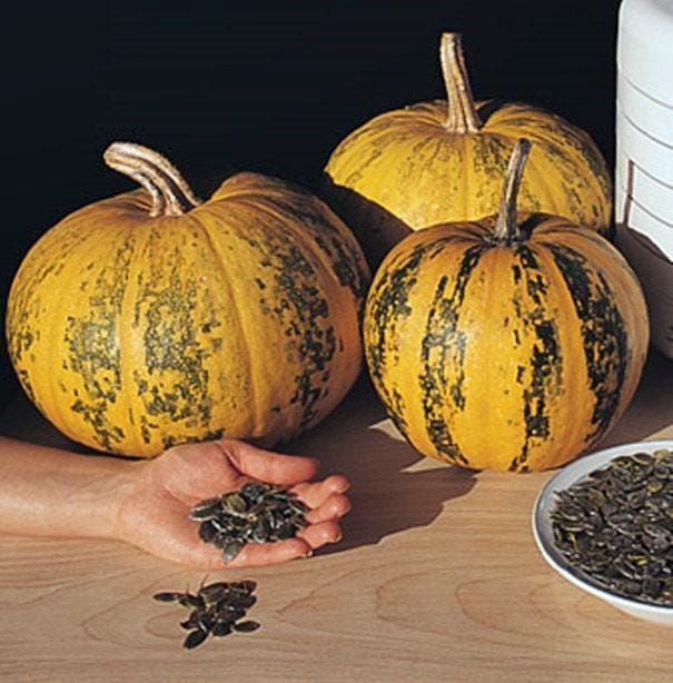 Emerald Naked Seeded Pumpkin - Heirloom, Non GMO Seeds | High Oil, Thin Shell