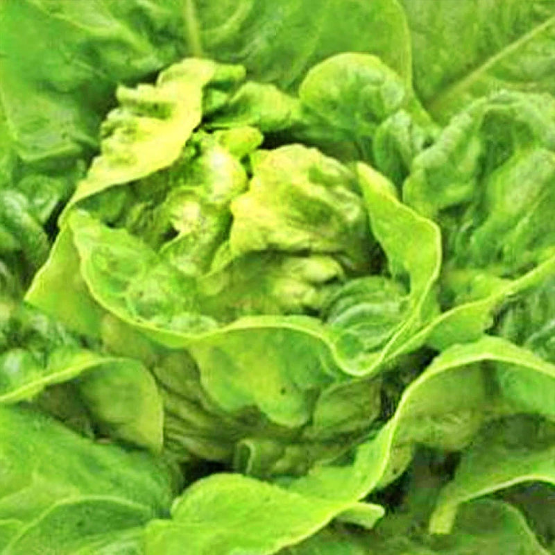 Little Gem Lettuce – Heirloom Romaine Seeds | Heat Tolerant Salad Greens