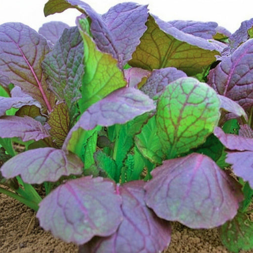 Red Garnet Mustard Seeds - Heirloom, Spicy Greens With Deep Red Leaves