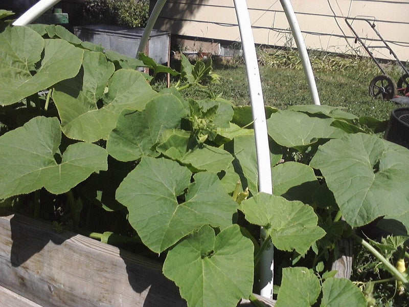 Summer Squash Seeds - Heirloom Garden Patty Pan Scalloped Green Squash