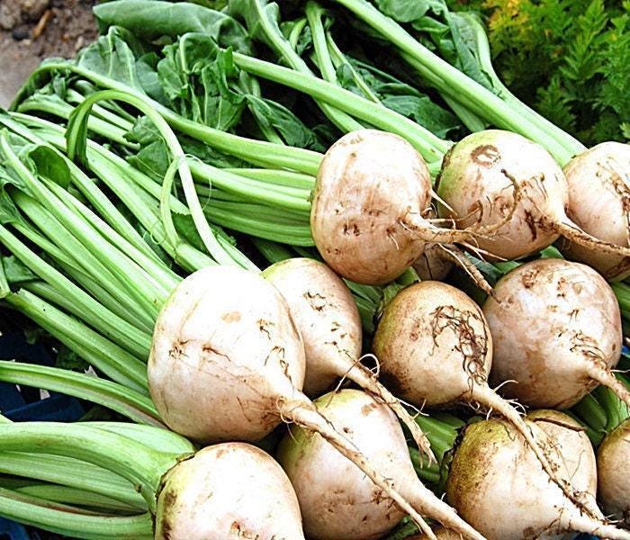 Detroit Beet Seeds - Heirloom Vegetable Seed Collection | Golden & White Varieties