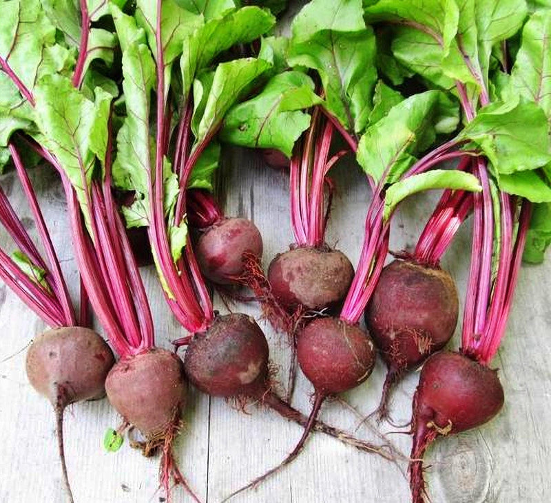 Detroit Beet Seeds - Heirloom Vegetable Seed Collection | Golden & White Varieties