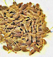 Garden Angelica Herb – Heirloom Seeds for Culinary & Medicinal Use | Non GMO