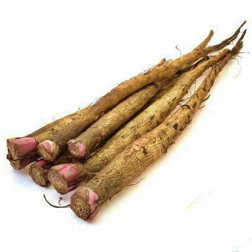 Ha Gobo Burdock Seeds - Heirloom Open Pollinated Perennial Herb Seeds for Garden