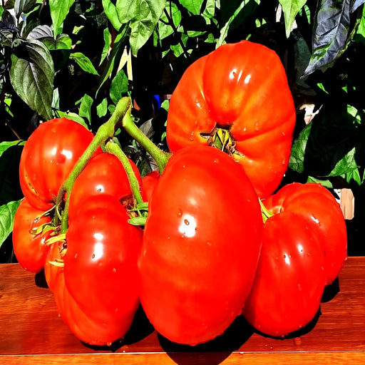A group of ripe, red tomatoes sits on a wooden surface, surrounded by lush green leaves.