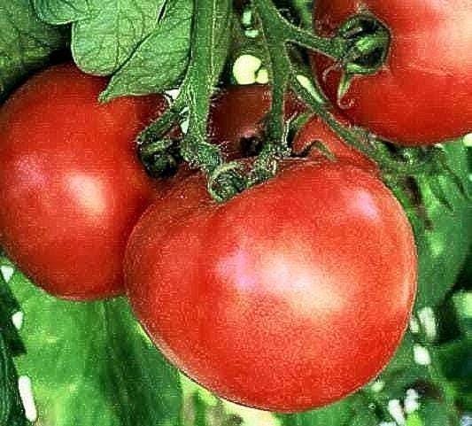 Early Wonder Tomato