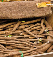 Ha Gobo Burdock Seeds - Heirloom Open Pollinated Perennial Herb Seeds for Garden