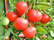 Polar Beauty Tomato